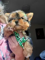 N/A, a female Yorkshire Terrier for sale in Lancaster, CA – Photo 2 of 3