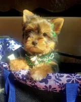 N/A, a female Yorkshire Terrier for sale in Lancaster, CA – Photo 3 of 3