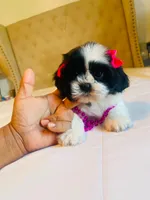 N/A, a female Shih Tzu for sale in Lancaster, CA – 2 of 2