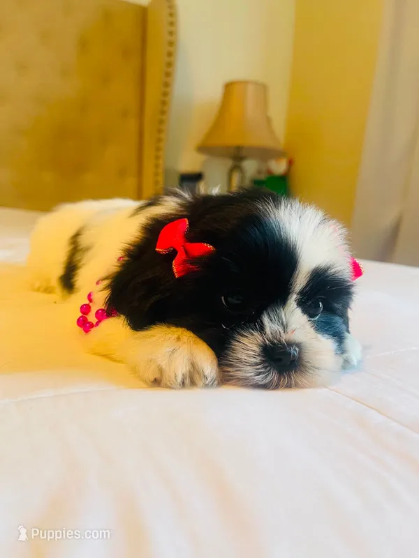 N/A – Shih Tzu puppy for sale in Lancaster, CA