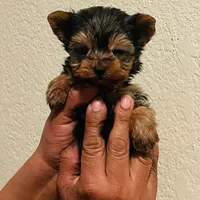 N/A, a male Yorkshire Terrier for sale in Lancaster, CA – Photo 2 of 2