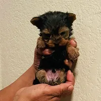 N/A, a male Yorkshire Terrier for sale in Lancaster, CA – Photo 1 of 2