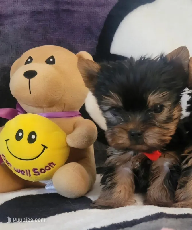 N/A – Yorkshire Terrier puppy for sale in Lancaster, CA
