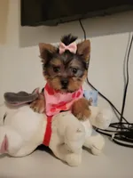 N/A, a female Yorkshire Terrier for sale in Lancaster, CA – 2 of 2