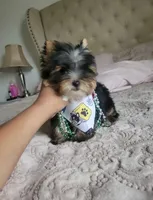 N/A, a male Yorkshire Terrier for sale in Lancaster, CA – Photo 3 of 3