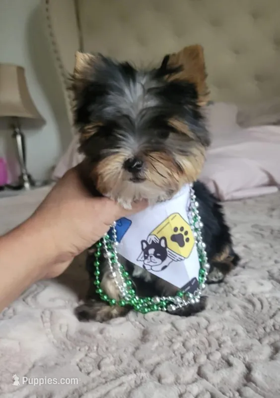 N/A – Yorkshire Terrier puppy for sale in Lancaster, CA