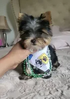 N/A, a male Yorkshire Terrier for sale in Lancaster, CA – Photo 1 of 3