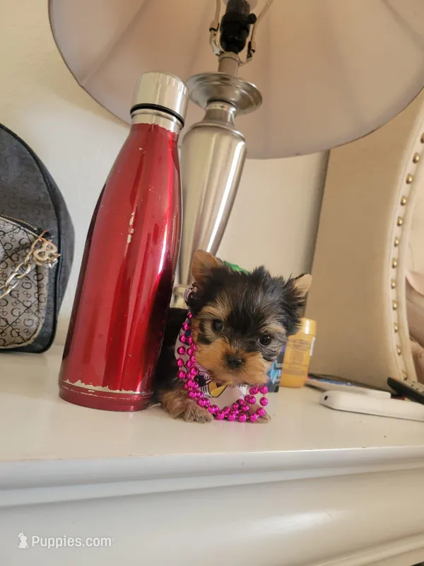 N/A, a female Yorkshire Terrier for sale in Lancaster, CA – Photo 1 of 2