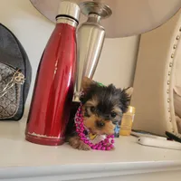 N/A, a female Yorkshire Terrier for sale in Lancaster, CA – Photo 1 of 2