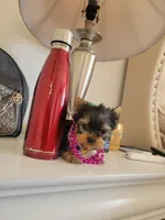 N/A, a female Yorkshire Terrier for sale in Lancaster, CA – Photo 1 of 2