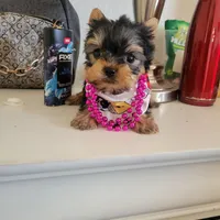 N/A, a female Yorkshire Terrier for sale in Lancaster, CA – Photo 2 of 2