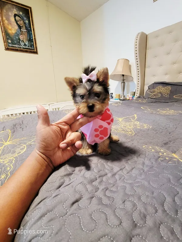 N/A – Yorkshire Terrier puppy for sale in Lancaster, CA