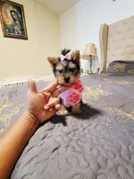N/A, a female Yorkshire Terrier for sale in Lancaster, CA – 1 of 2