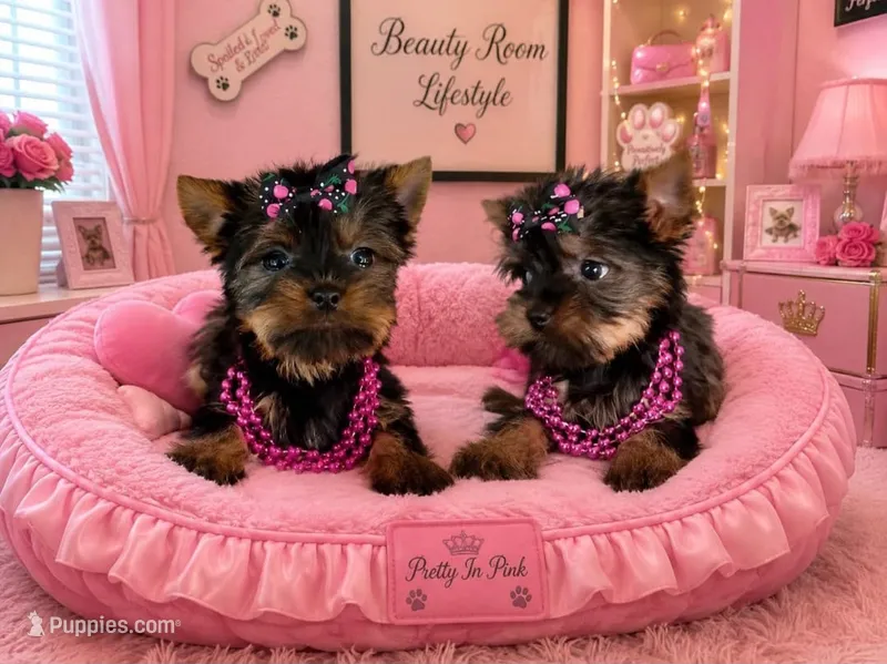 N/A – Yorkshire Terrier puppy for sale in Lancaster, CA
