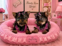 N/A, a female Yorkshire Terrier for sale in Lancaster, CA – 1 of 4