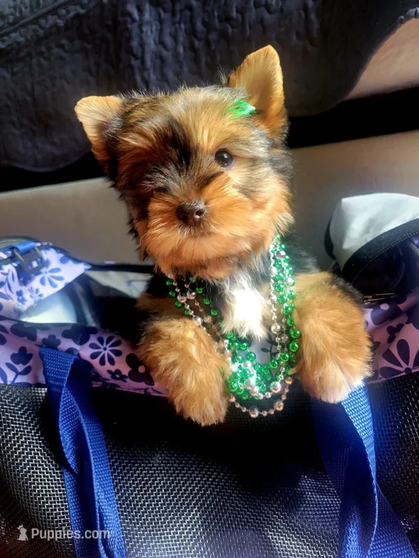 N/A – Yorkshire Terrier puppy for sale in Lancaster, CA