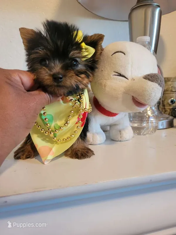 N/A, a female Yorkshire Terrier for sale in Lancaster, CA – 1 of 2
