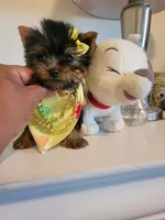 N/A, a female Yorkshire Terrier for sale in Lancaster, CA – 1 of 2