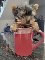 N/A, a male Yorkshire Terrier for sale in Lancaster, CA – 2 of 3