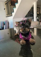 N/A, a female Yorkshire Terrier for sale in Lancaster, CA – 4 of 4