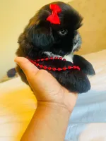 N/A, a female Shih Tzu for sale in Lancaster, CA – 1 of 2