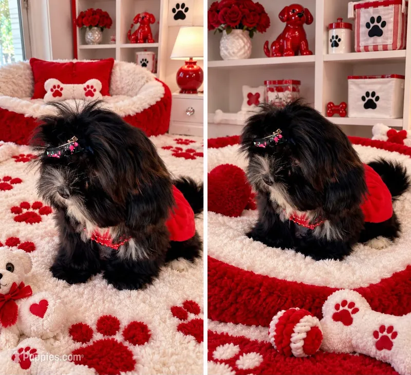 N/A – Shih Tzu puppy for sale in Lancaster, CA