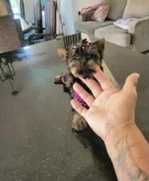 N/A, a female Yorkshire Terrier for sale in Lancaster, CA – 3 of 4