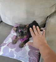 N/A, a female Yorkshire Terrier for sale in Lancaster, CA – 2 of 4