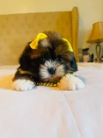 N/A, a female Shih Tzu for sale in Lancaster, CA – 1 of 2