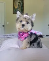 N/A, a female Yorkshire Terrier for sale in Lancaster, CA – Photo 2 of 3