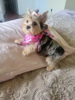 N/A, a female Yorkshire Terrier for sale in Lancaster, CA – Photo 1 of 3