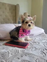 N/A, a female Yorkshire Terrier for sale in Lancaster, CA – Photo 3 of 3