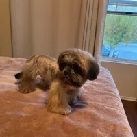 N/A, a male Shih Tzu for sale in Lancaster, CA – Photo 1 of 2
