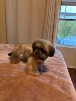 N/A, a male Shih Tzu for sale in Lancaster, CA – Photo 1 of 2
