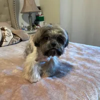 N/A, a male Shih Tzu for sale in Lancaster, CA – Photo 2 of 2