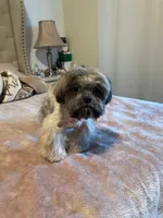 N/A, a male Shih Tzu for sale in Lancaster, CA – Photo 2 of 2
