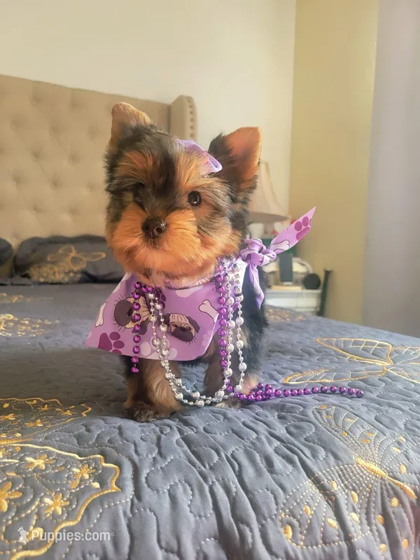 N/A – Yorkshire Terrier puppy for sale in Lancaster, CA