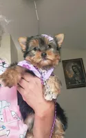 N/A, a female Yorkshire Terrier for sale in Lancaster, CA – Photo 3 of 3