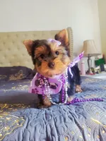 N/A, a female Yorkshire Terrier for sale in Lancaster, CA – Photo 2 of 3