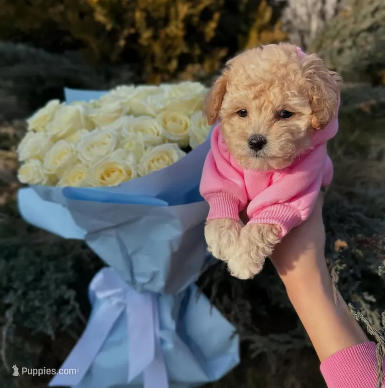 Soso – Maltipoo, Poodle - Toy  puppy for sale in Sacramento, CA