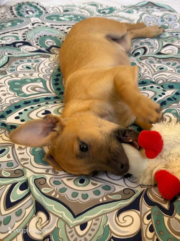 Rizab – Border Terrier puppy for sale in Berwyn, IL