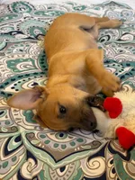 Rizab, a male Border Terrier for sale in Berwyn, IL – 1 of 1