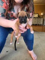 Gypsy, a female Boxer for sale in East Dublin, GA – 1 of 6