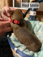 Red Male , a male Boxer for sale in East Dublin, GA – Photo 3 of 4