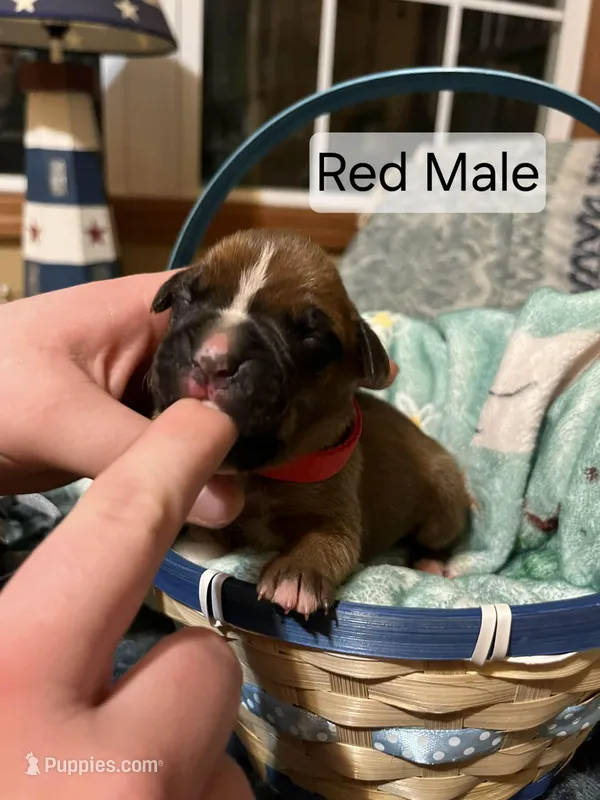 Red Male  – Boxer puppy for sale in East Dublin, GA