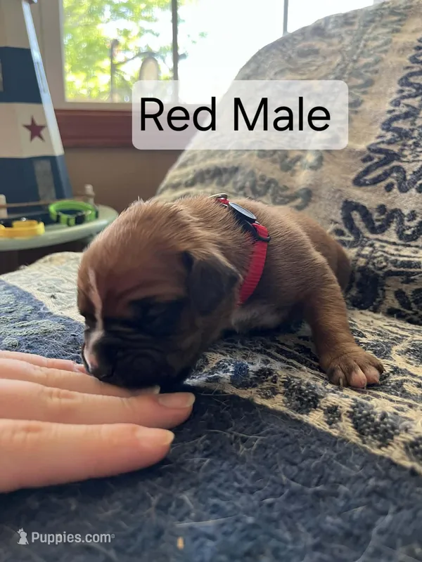 Red Male  – Boxer puppy for sale in East Dublin, GA