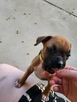Gypsy, a female Boxer for sale in East Dublin, GA – 4 of 6