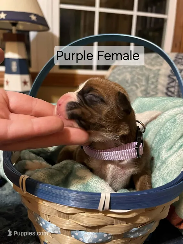 Purple Female – Boxer puppy for sale in East Dublin, GA