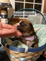Purple Female, a female Boxer for sale in East Dublin, GA – Photo 1 of 5