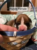 Purple Female, a female Boxer for sale in East Dublin, GA – Photo 5 of 5
